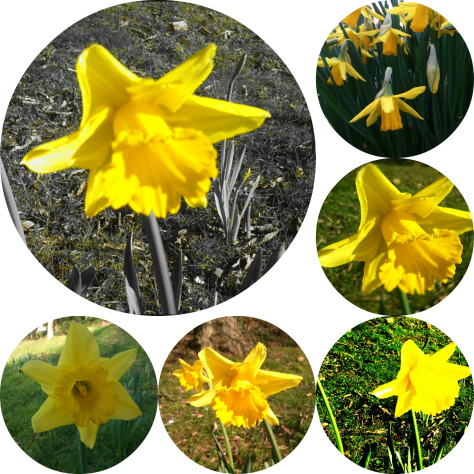 DaffodilsCollage